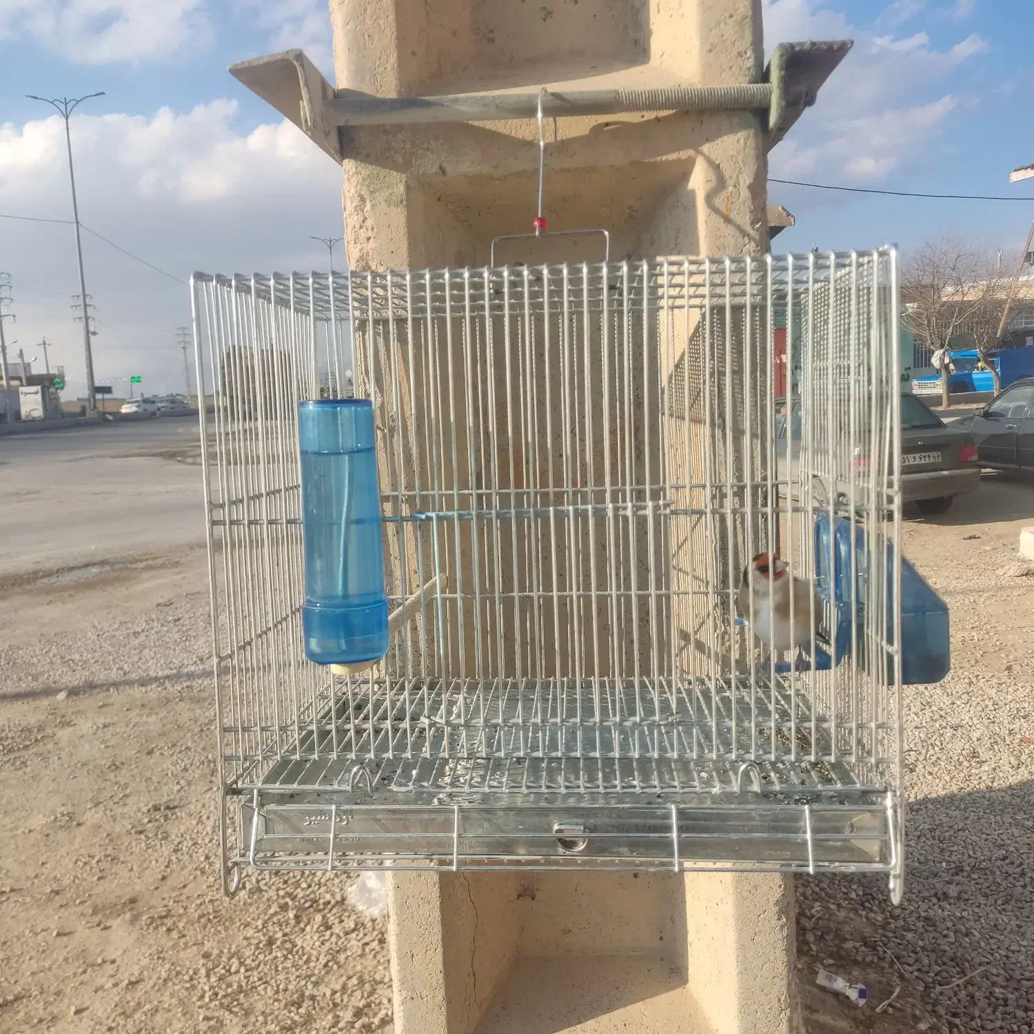 سهره دشتک|پرنده|مرودشت, رامجرد یک|دیوار