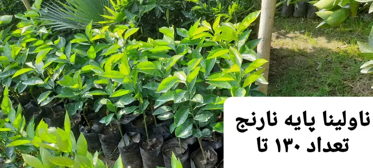 فروش نهال مرکبات رو پایه نارنج ، سیتروملو و c35|خدمات باغبانی و درختکاری|گتاب, |دیوار