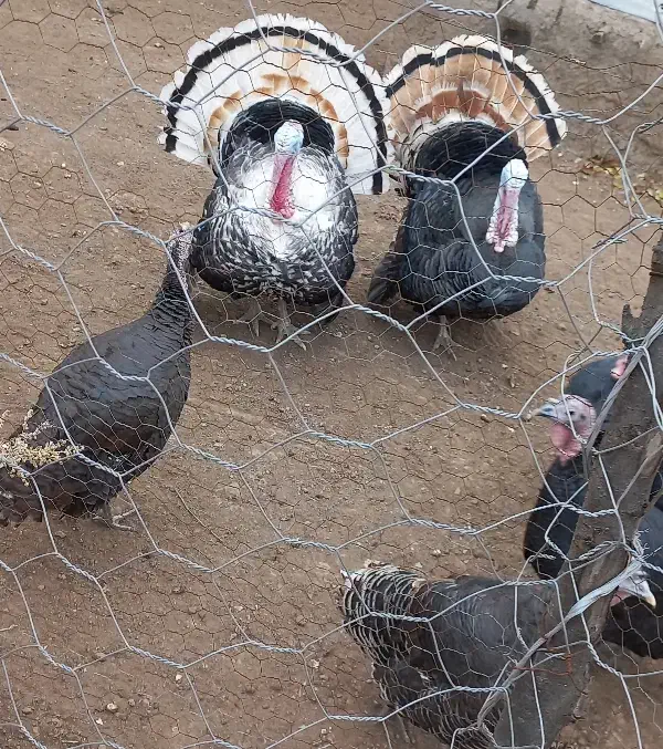 فروش بوقلمون محلی|حیوانات مزرعه|دیلمان, |دیوار