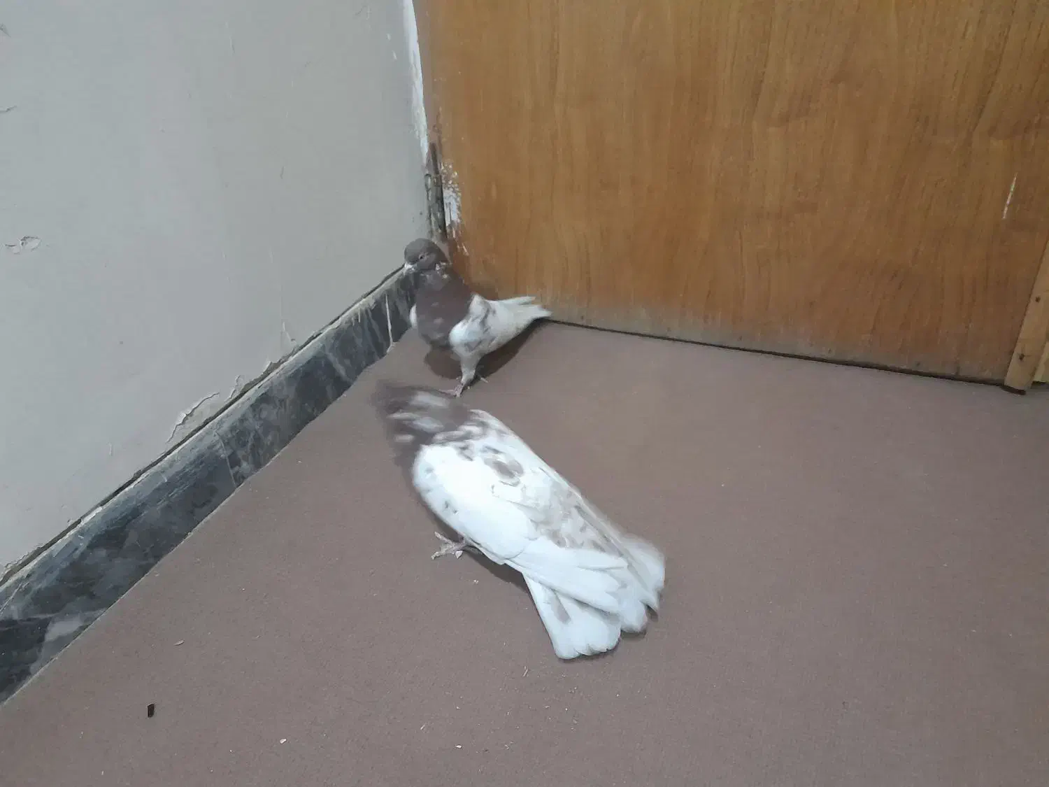 نر و ماده کله سرخ  و شوسیا|پرنده|دورود, |دیوار