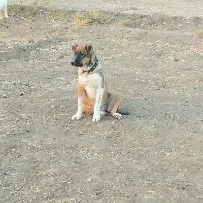 توله ماده|سگ|سبزوار, قصبه شرقی|دیوار