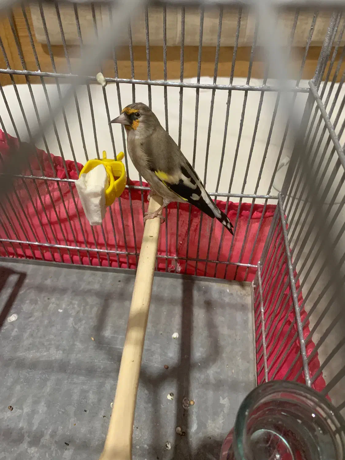 سهره ماده|پرنده|هشتگرد, شهرک بعثت|دیوار