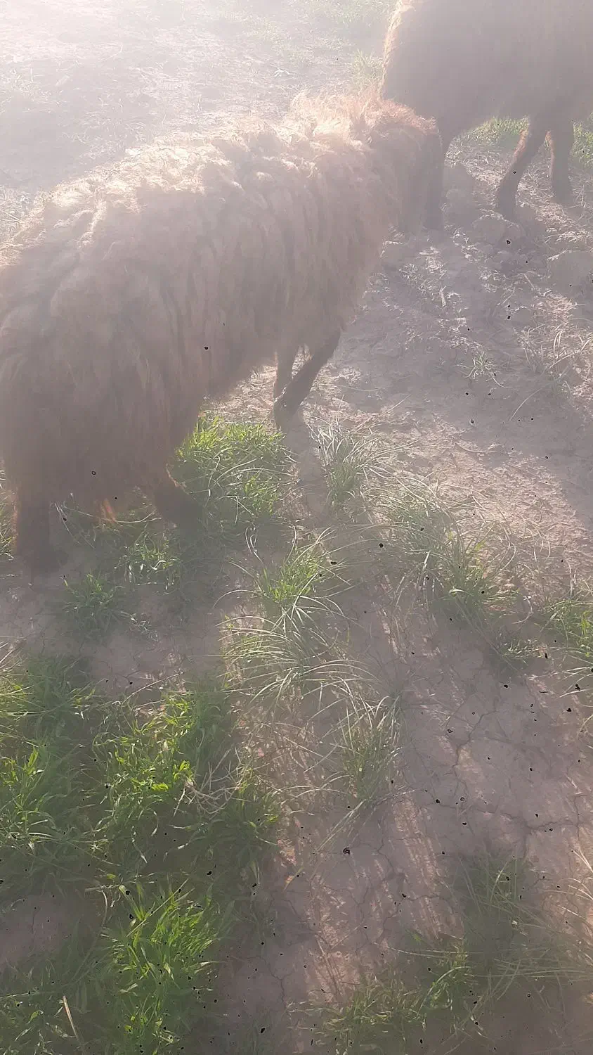 گوسفند|حیوانات مزرعه|سبزوار, قصبه غربی|دیوار