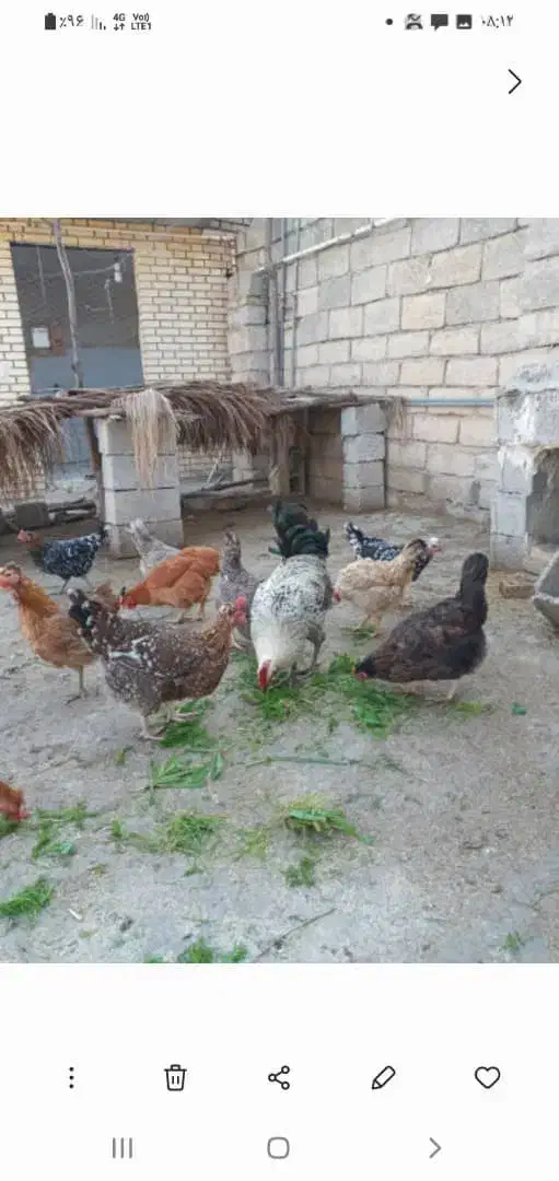 تخم مرغ|حیوانات مزرعه|بهبهان, |دیوار