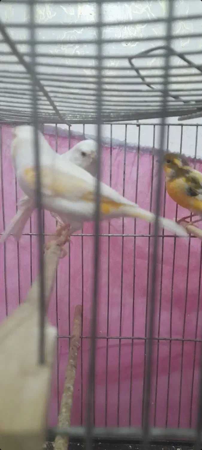 قناری|پرنده|نجف‌آباد, ولیعصر|دیوار