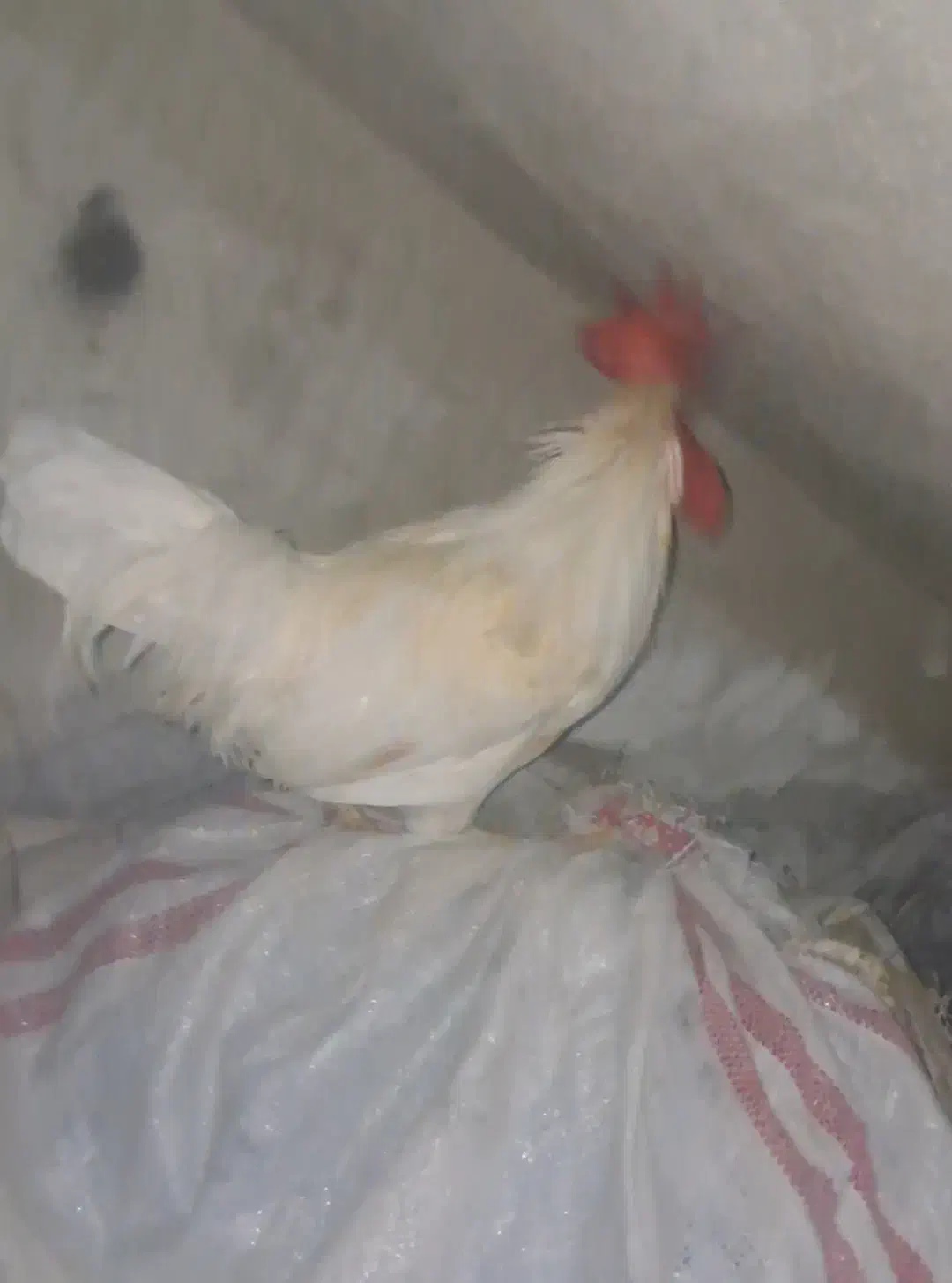 خروس محلی|حیوانات مزرعه|خورموج, |دیوار