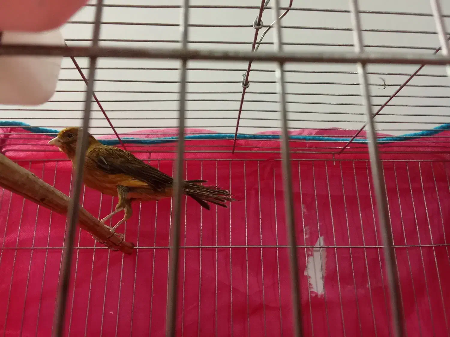 قناری نر وماده|پرنده|ماهان, |دیوار