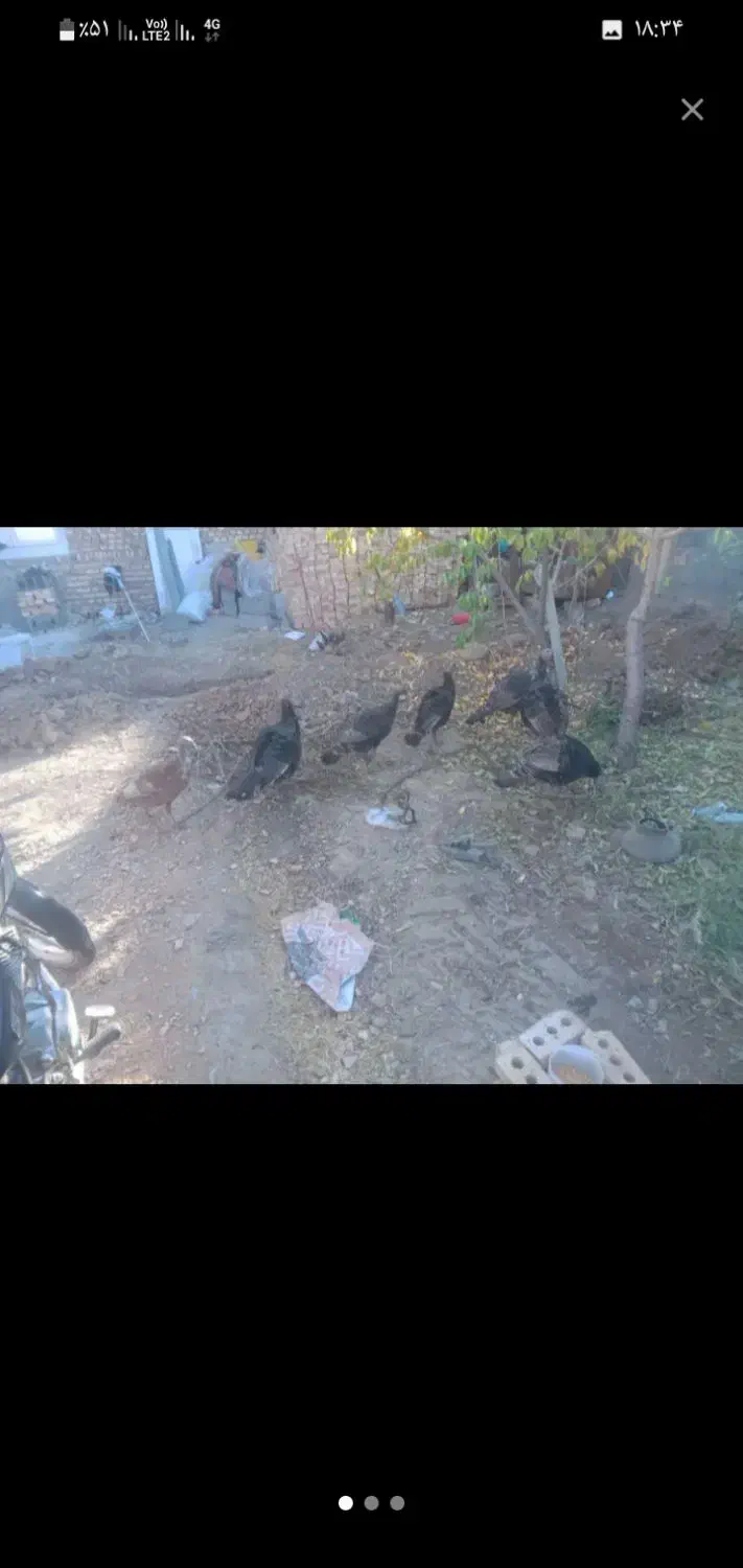 فروش ۶عدد بوقلمون ویک خروس|حیوانات مزرعه|شبستر, |دیوار