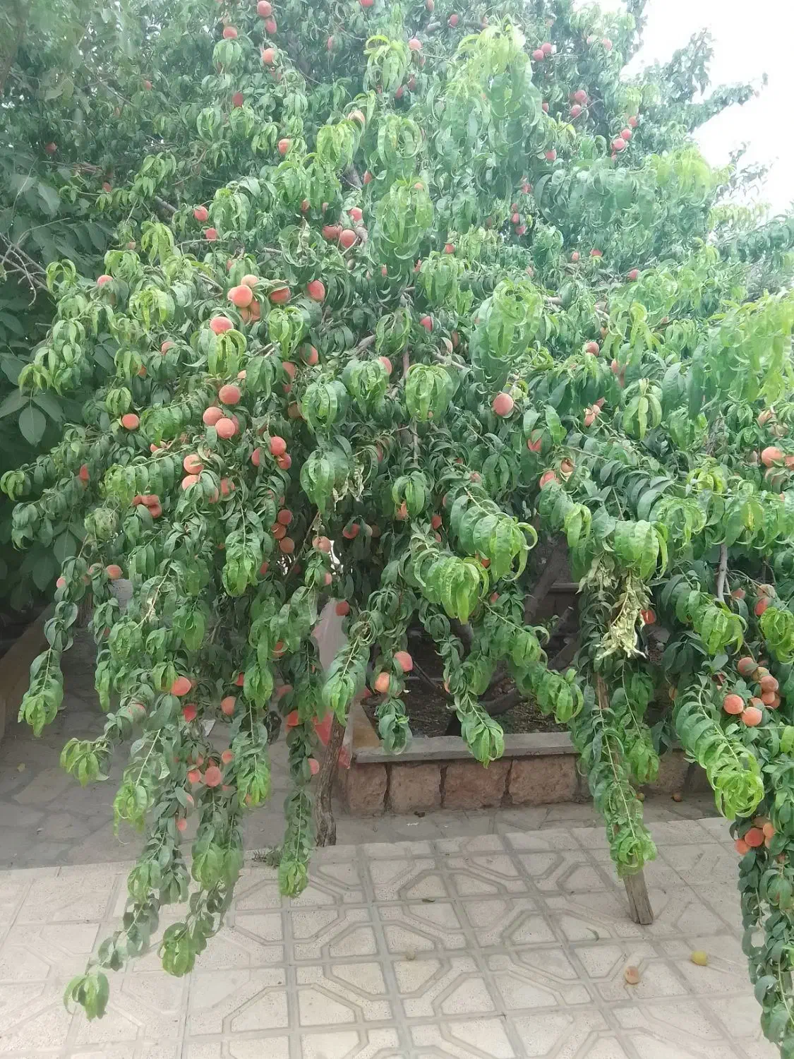 خانه.ویلایی.فروشی|فروش خانه و ویلا|چناران, |دیوار