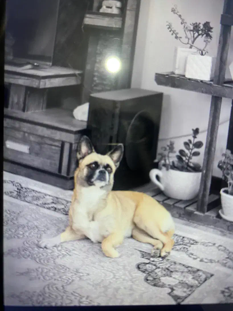 سگ گمشده مژدگانی|حیوانات|شاهینشهر, ۹ دی|دیوار