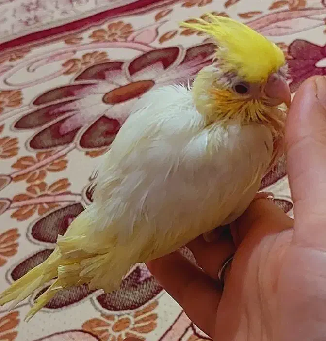 جوجه عروس۵۰روزه|پرنده|اهواز, شریعتی جنوبی|دیوار