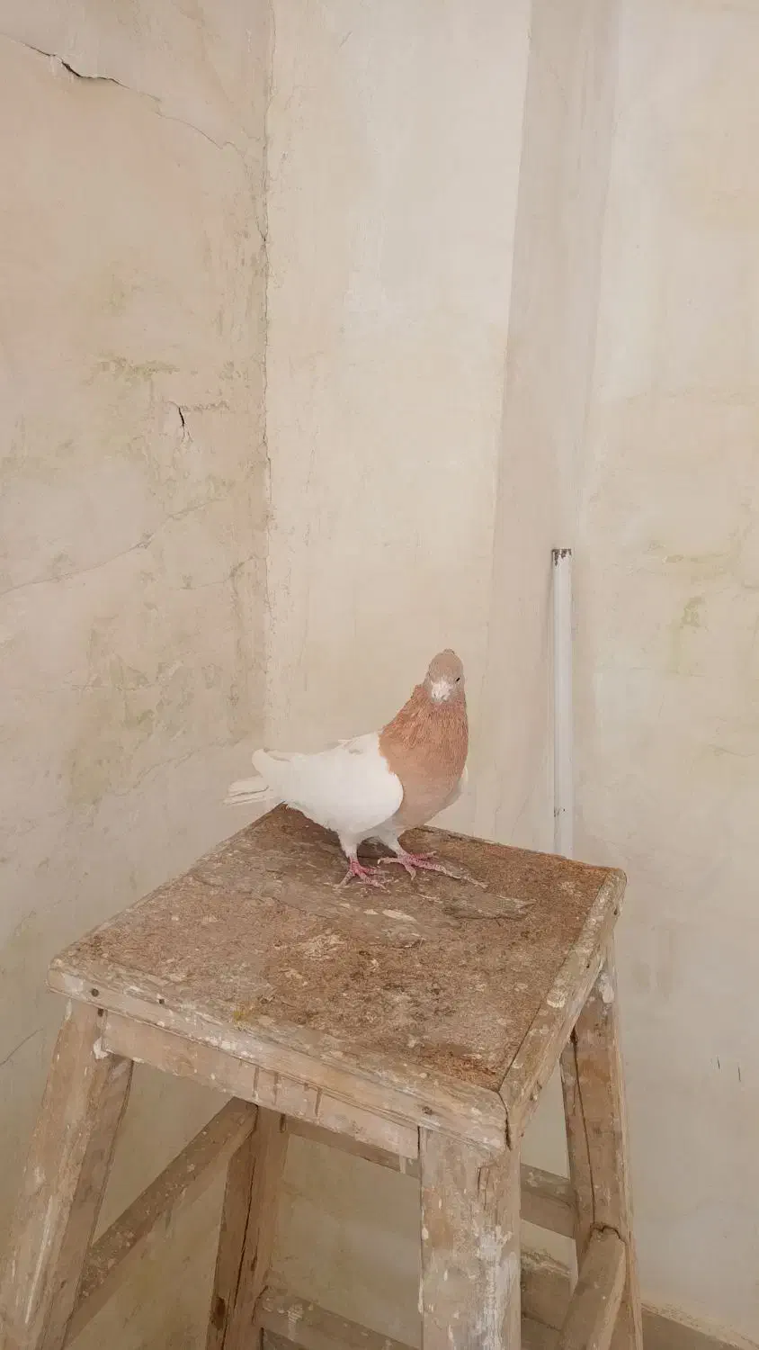 کبوتر|پرنده|بروجرد, |دیوار