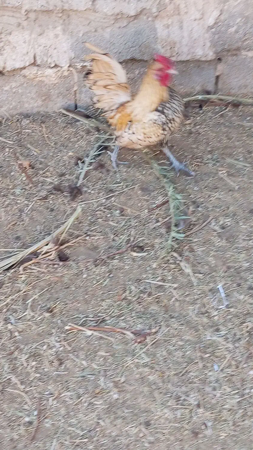 خروس میناتوری|حیوانات مزرعه|سرایان, |دیوار