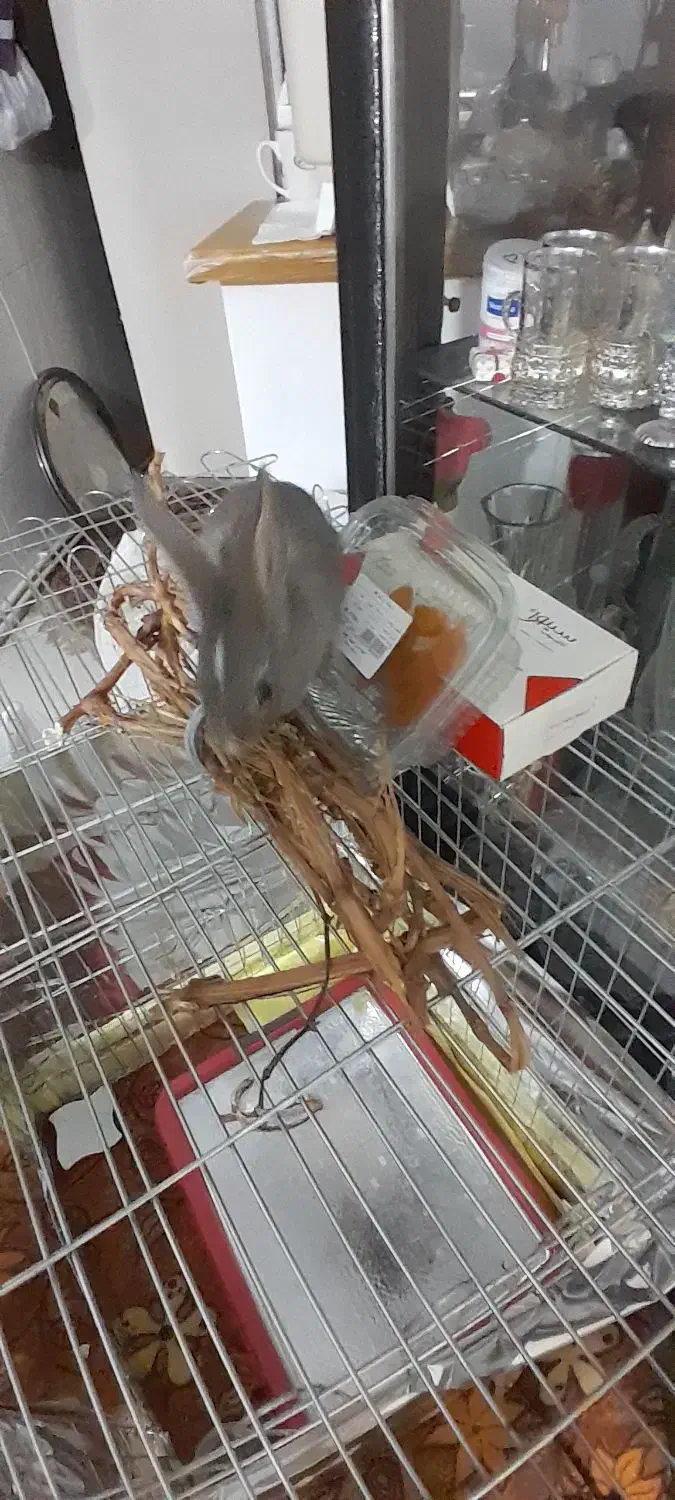 واگذاری بچه خرگوش|موش و خرگوش|قدس, شهر‌قدس|دیوار