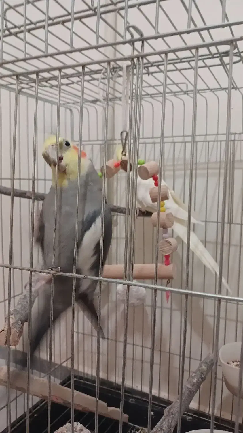 دو عدد عروس هلندی|پرنده|سنندج, |دیوار