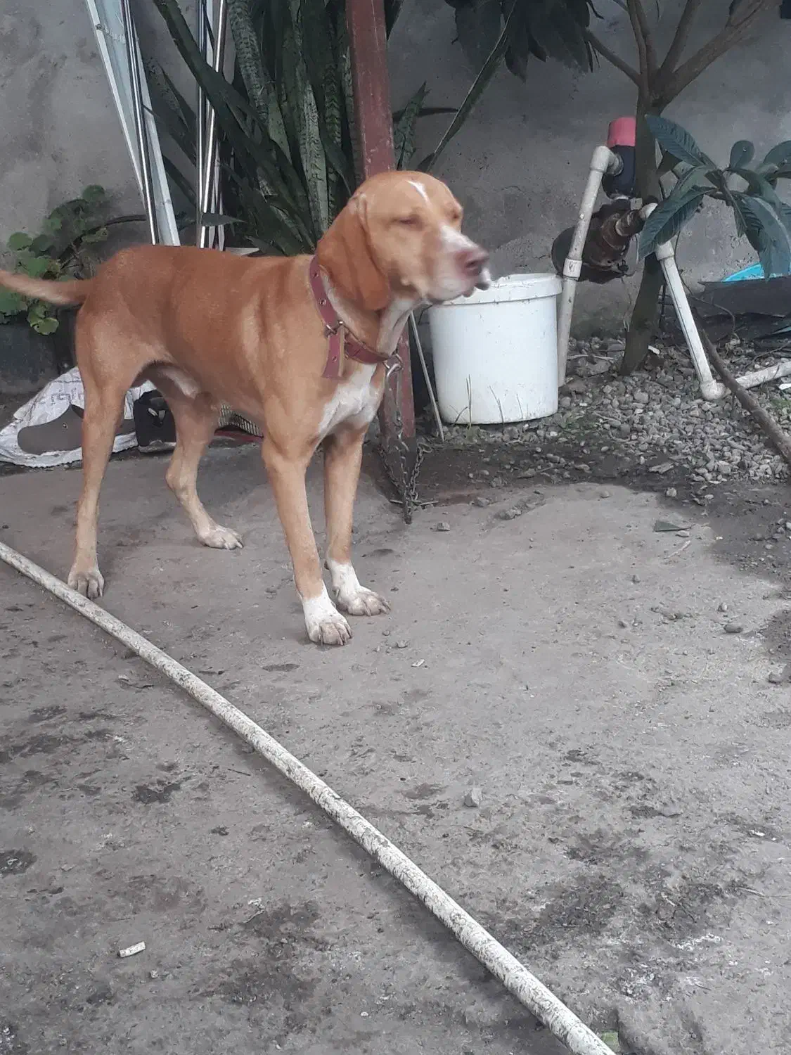 رودبنه|سگ|رودبنه, |دیوار