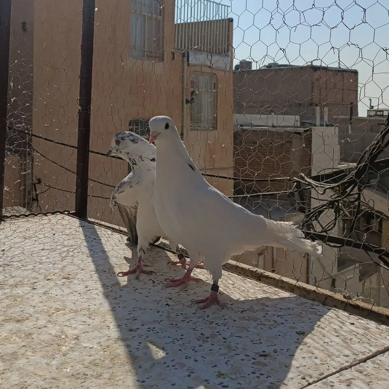 یک جفت کفتر پرشی|پرنده|کرج, کلاک نو|دیوار