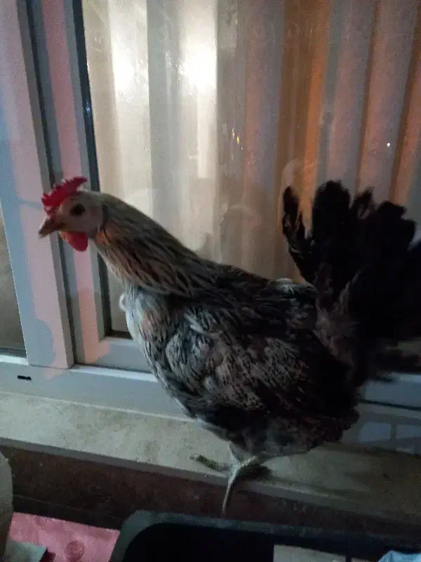 134|حیوانات مزرعه|آبسرد, |دیوار