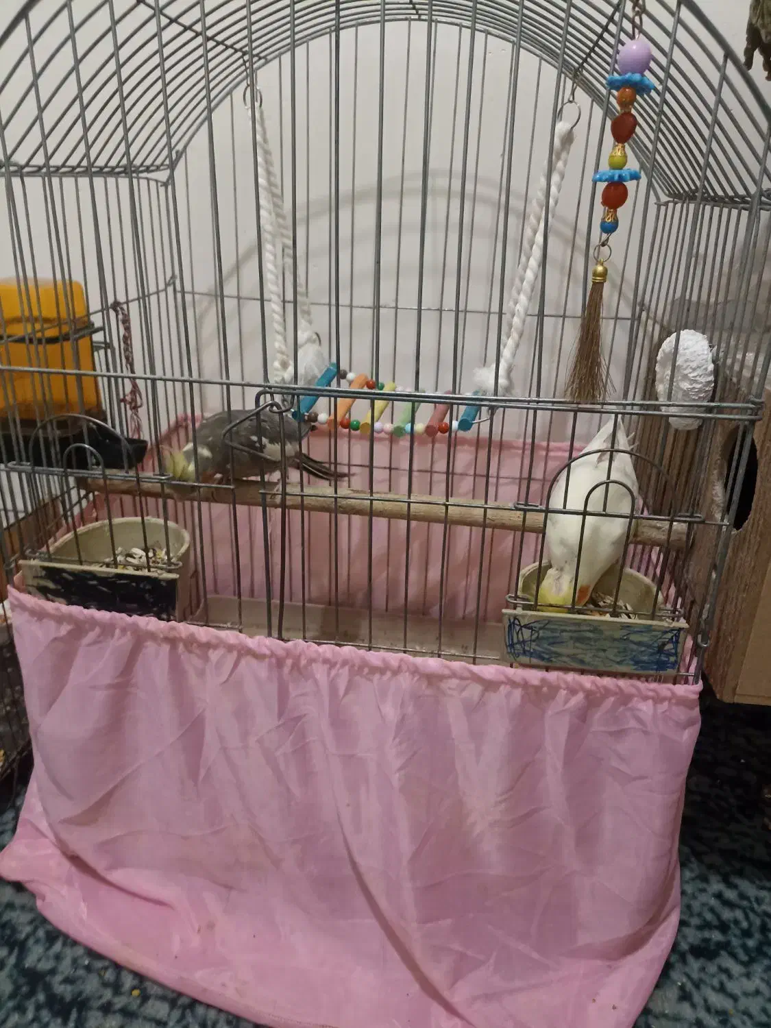 مرغ مینا رام و عروس هلندی نرماده رام|پرنده|ری, دولتآباد|دیوار