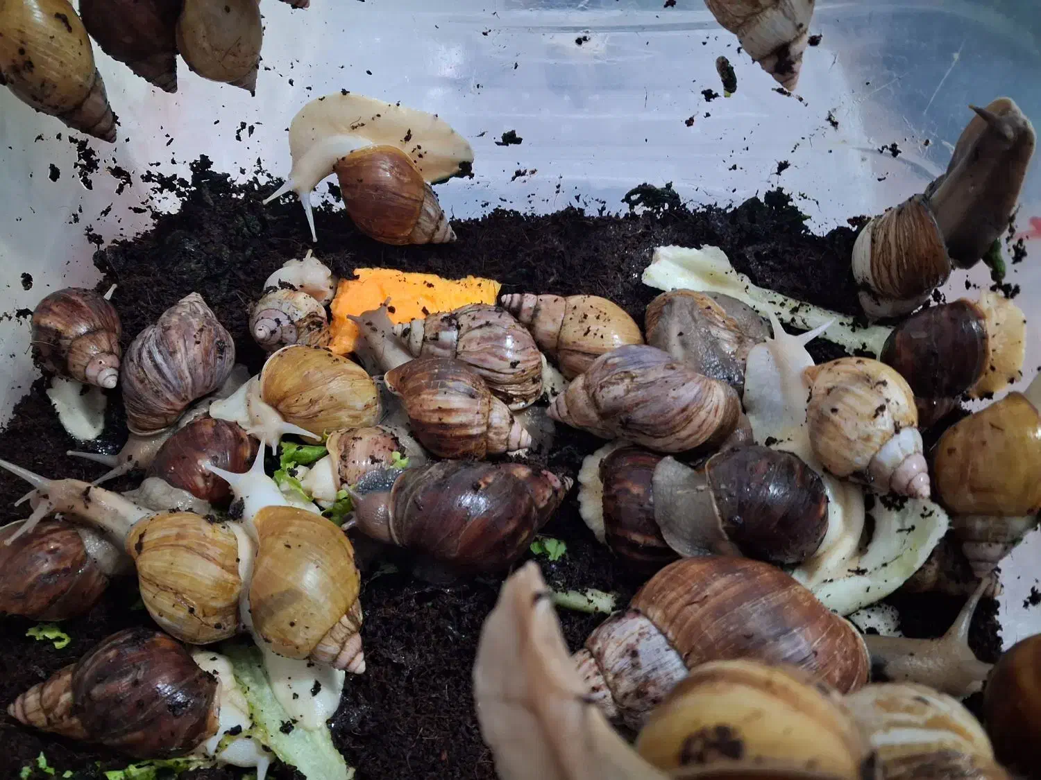 حلزون های ۳تا۴ سانتی|خزنده|تهران, بلورسازی|دیوار