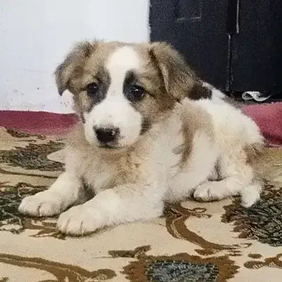 توله سگ|سگ|مشهد, انصار|دیوار