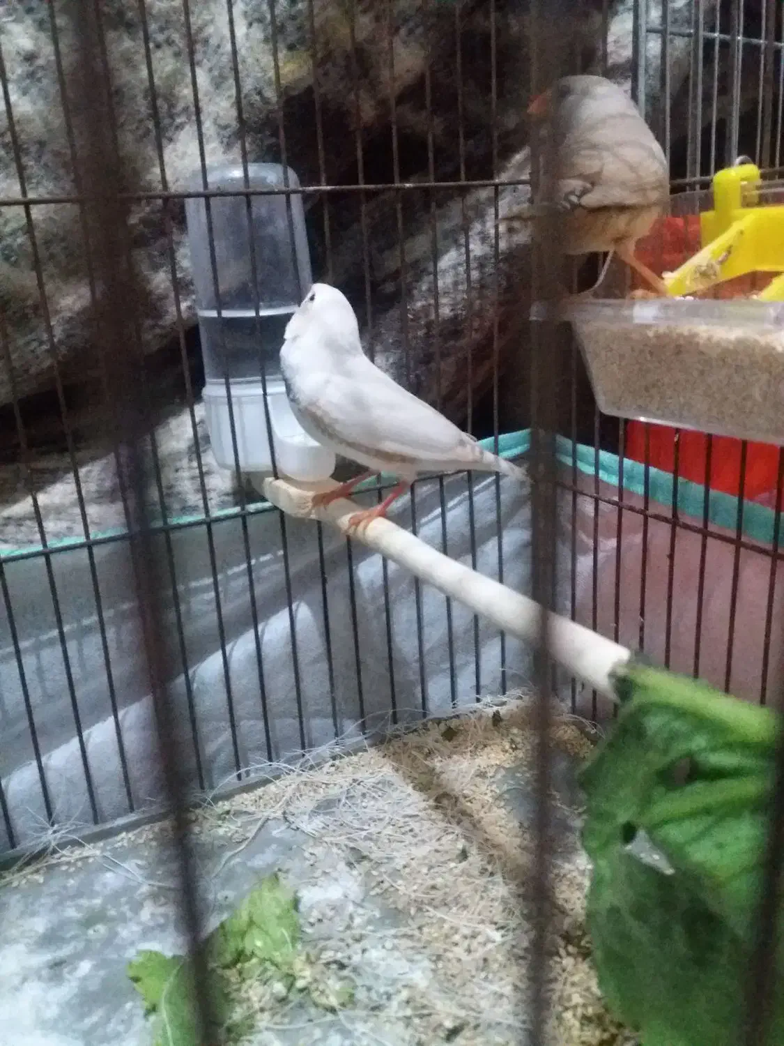 پرنده خوب فنج|پرنده|سرپل ذهاب, |دیوار