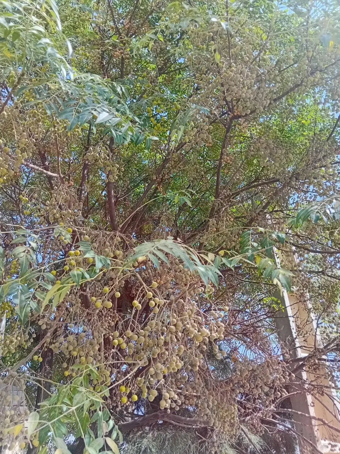 چاه عمیق با ۳اینج آب و ۵ هکتار زمین اجاره داده|اجارهٔ دفتر صنعتی، کشاورزی، تجاری|درب گنبد, |دیوار