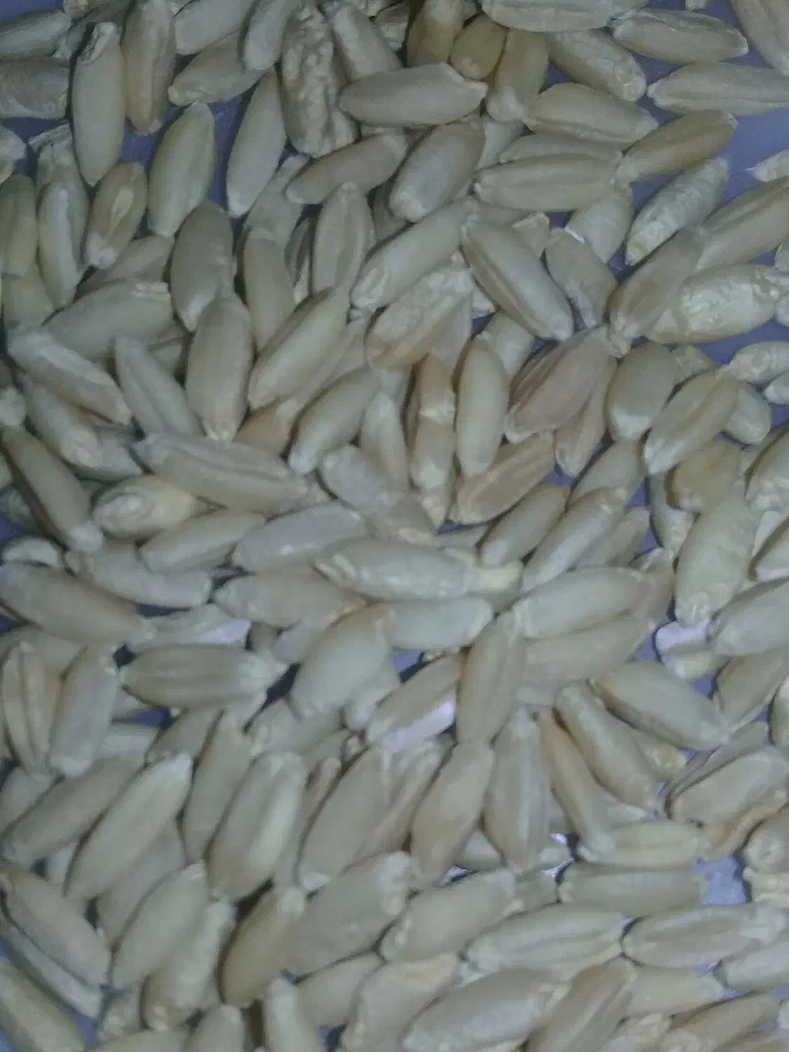 گندمفروش|عمدهفروشی|ماهیدشت, |دیوار