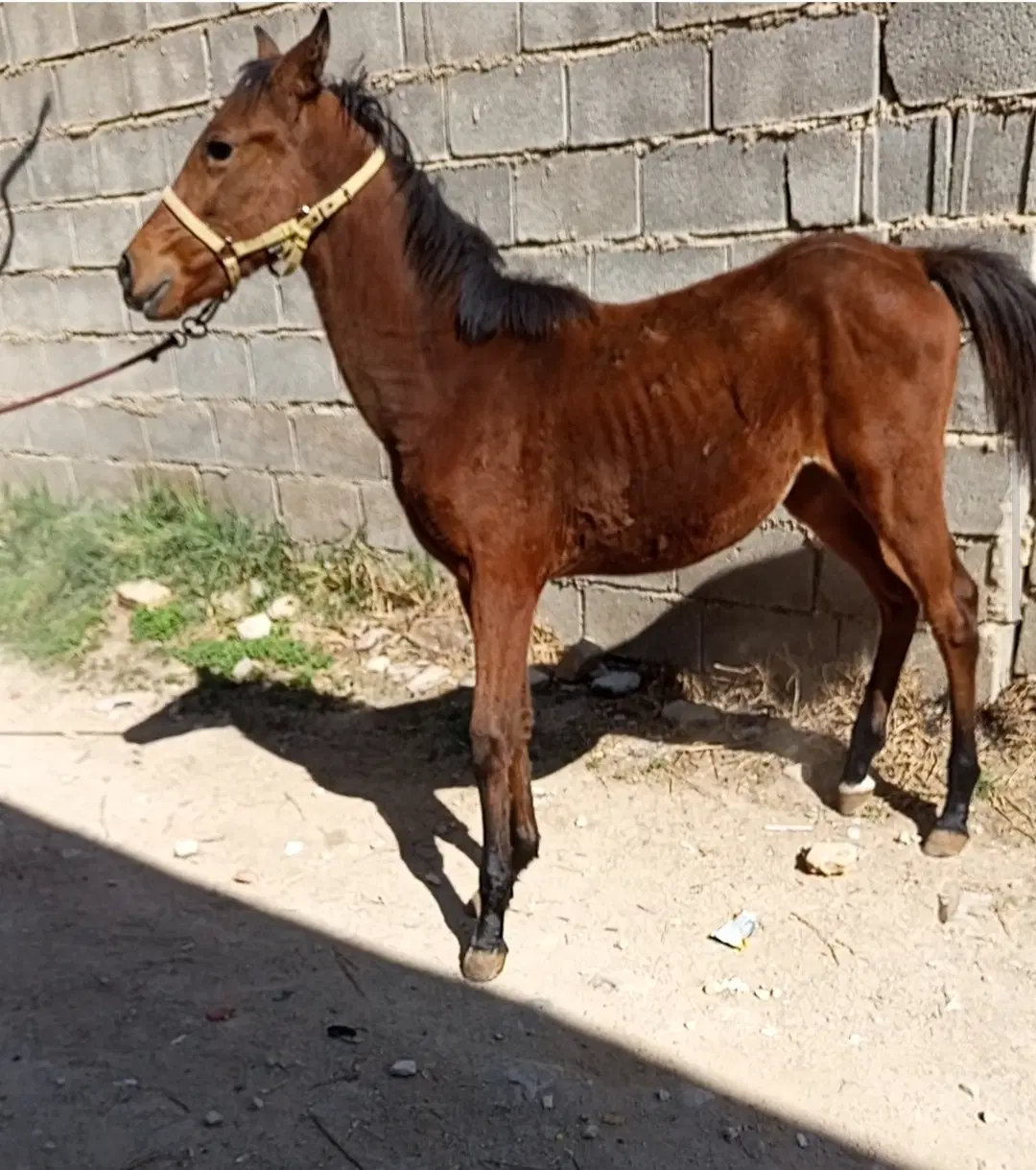 اسب|حیوانات مزرعه|شیراز, کوشک بیدک|دیوار