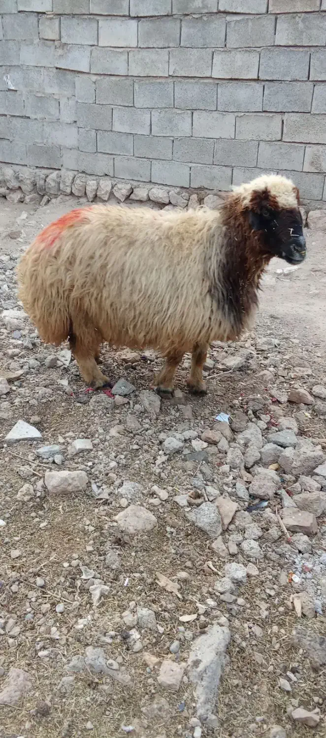 یه عدد میش|حیوانات مزرعه|شباب, |دیوار