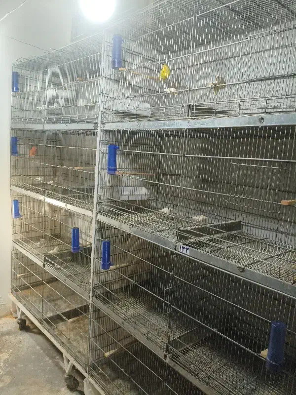 قفس پژاوند|لوازم جانبی حیوانات|بجنورد, |دیوار