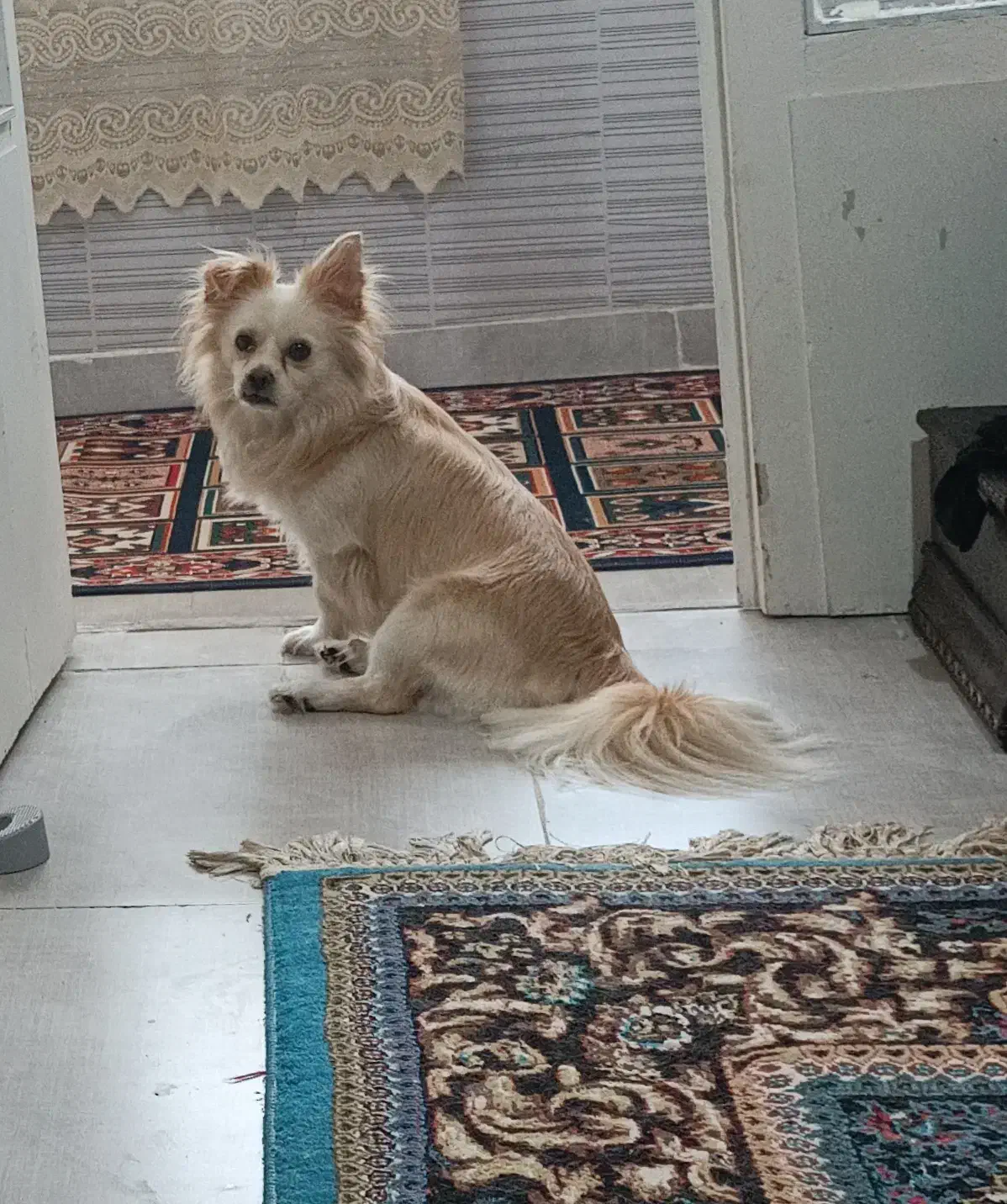 اشمیتز اصل، نر   برای جفت خوردن|سگ|رشت, شهرک صبا|دیوار