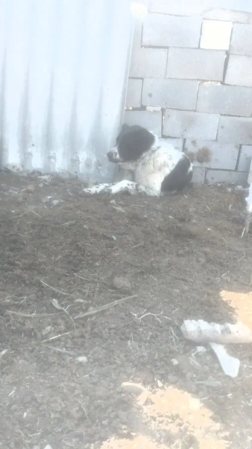 واگذاری قدرجانی اصیل|سگ|شوش, |دیوار