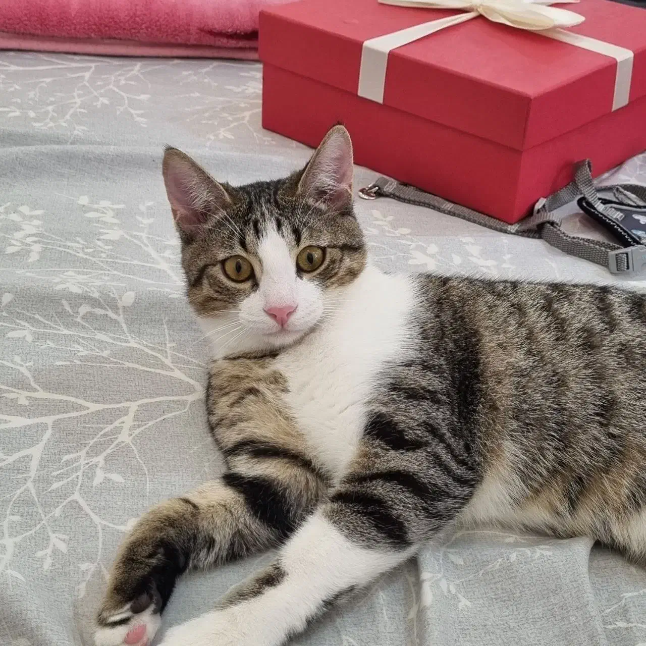 واگذاری گربه|گربه|رشت, نیکمرام|دیوار