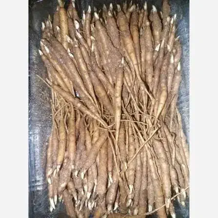 پیاز کرفس کوهی|خدمات باغبانی و درختکاری|شهرکرد, |دیوار