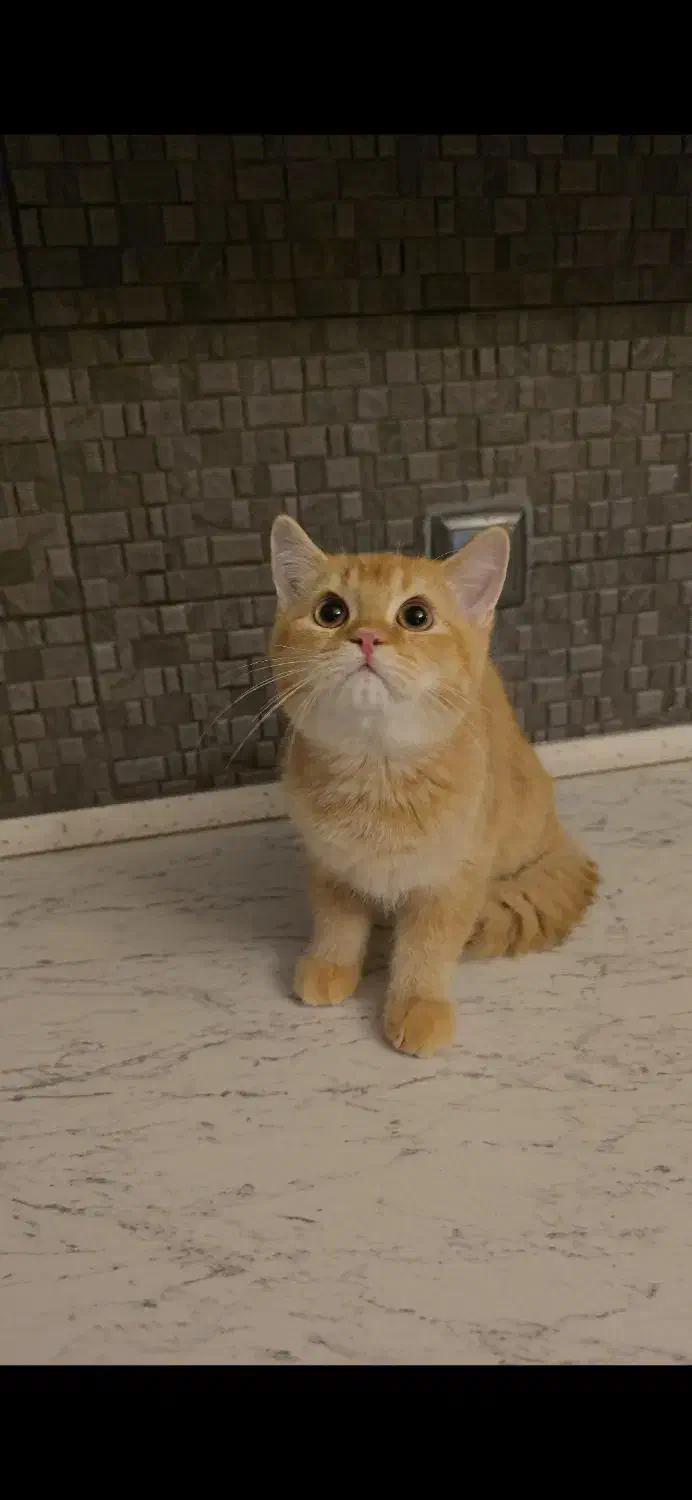 نوه عزیزم|گربه|ارومیه, |دیوار