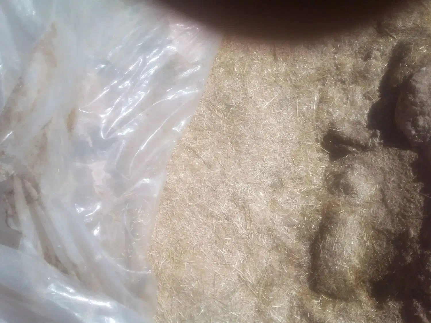 کاه گندم برای کاه گل|لوازم جانبی حیوانات|شیراز, حسن آباد|دیوار