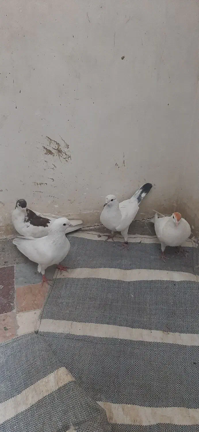 کبوتر|پرنده|تهران, دروازه شمیران|دیوار