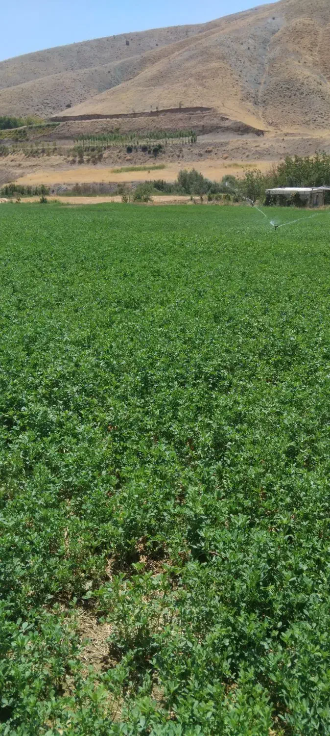 یونجه خرمن کوب درجه ۱|حیوانات مزرعه|سنندج, |دیوار