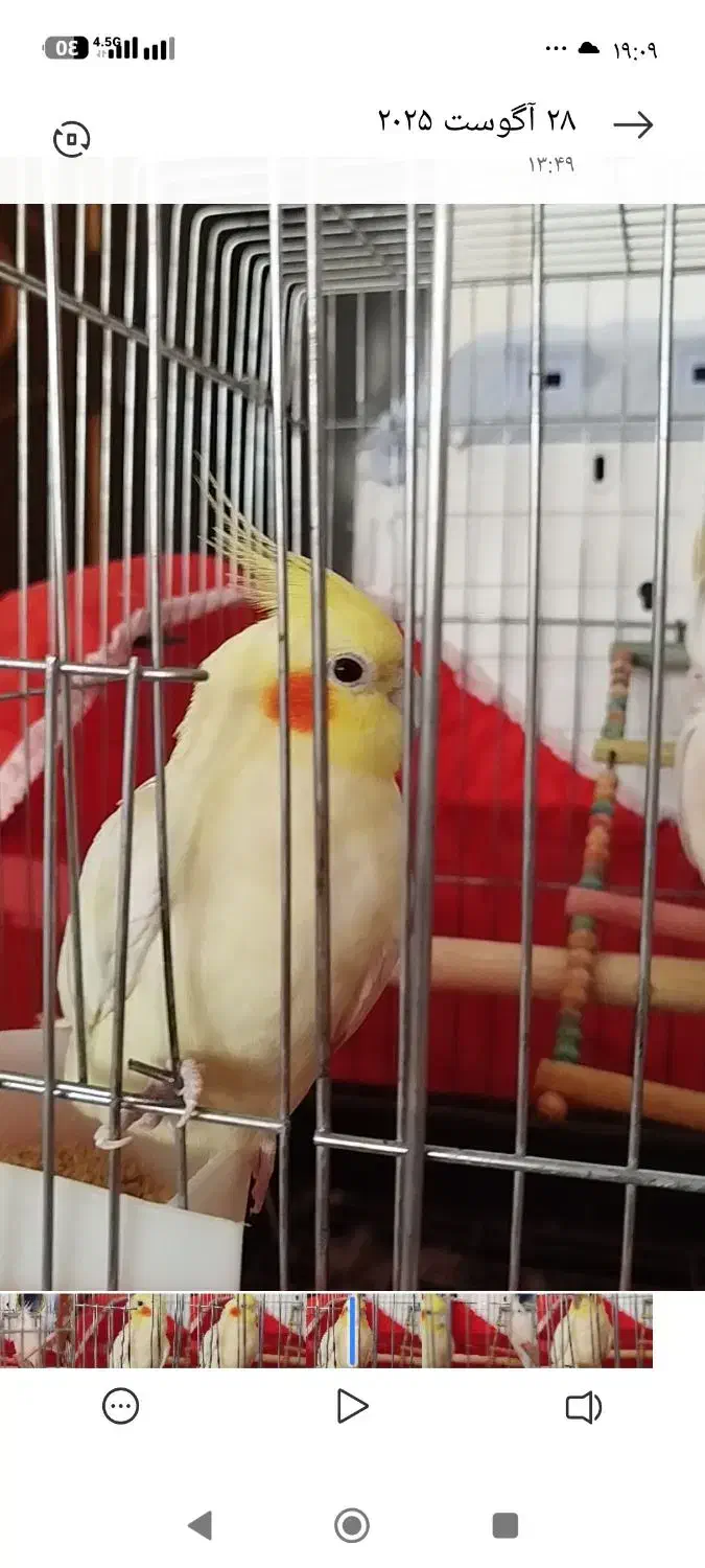 گمشده|حیوانات|کوهدشت, |دیوار