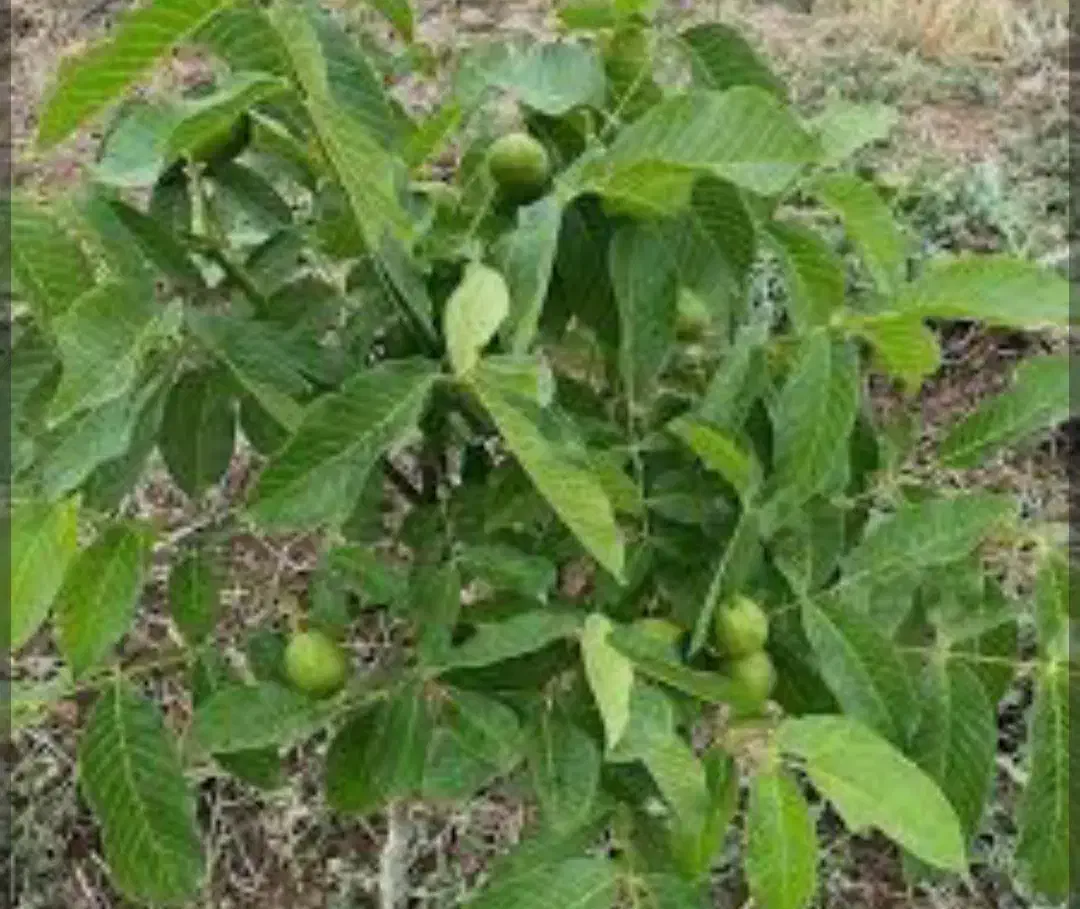 نهال گردو اصلاح شده|خدمات باغبانی و درختکاری|مهاباد (آذربایجان غربی), |دیوار