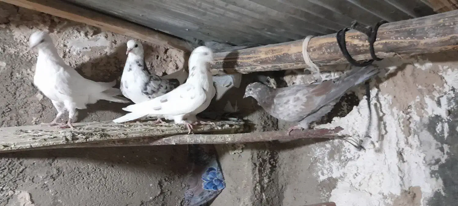 کبوتر تهرانی|پرنده|آبگرم, |دیوار