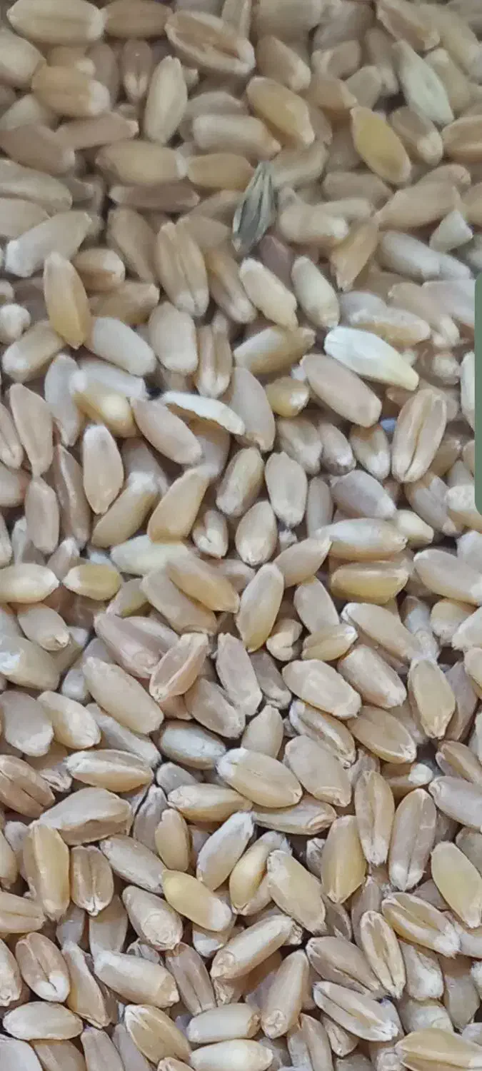 گندم (ذهب صافی)|خدمات باغبانی و درختکاری|سوسنگرد, |دیوار