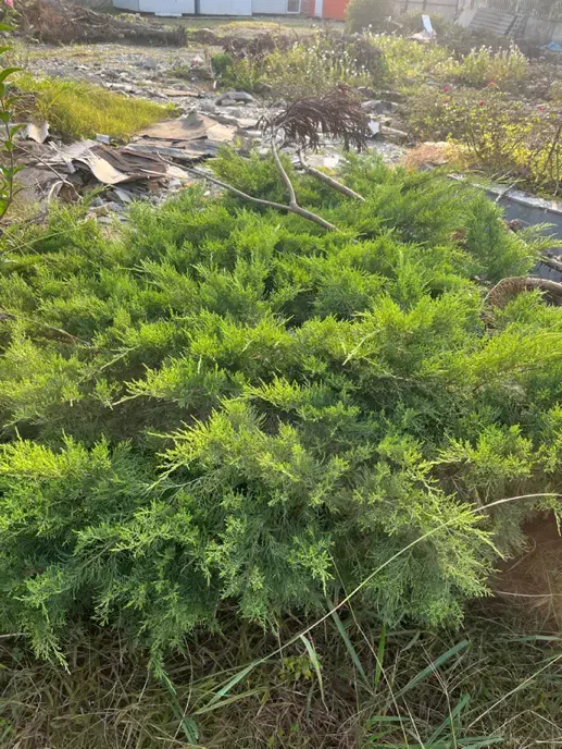 درخت کاج تزئینی|خدمات باغبانی و درختکاری|سلمان‌شهر, |دیوار