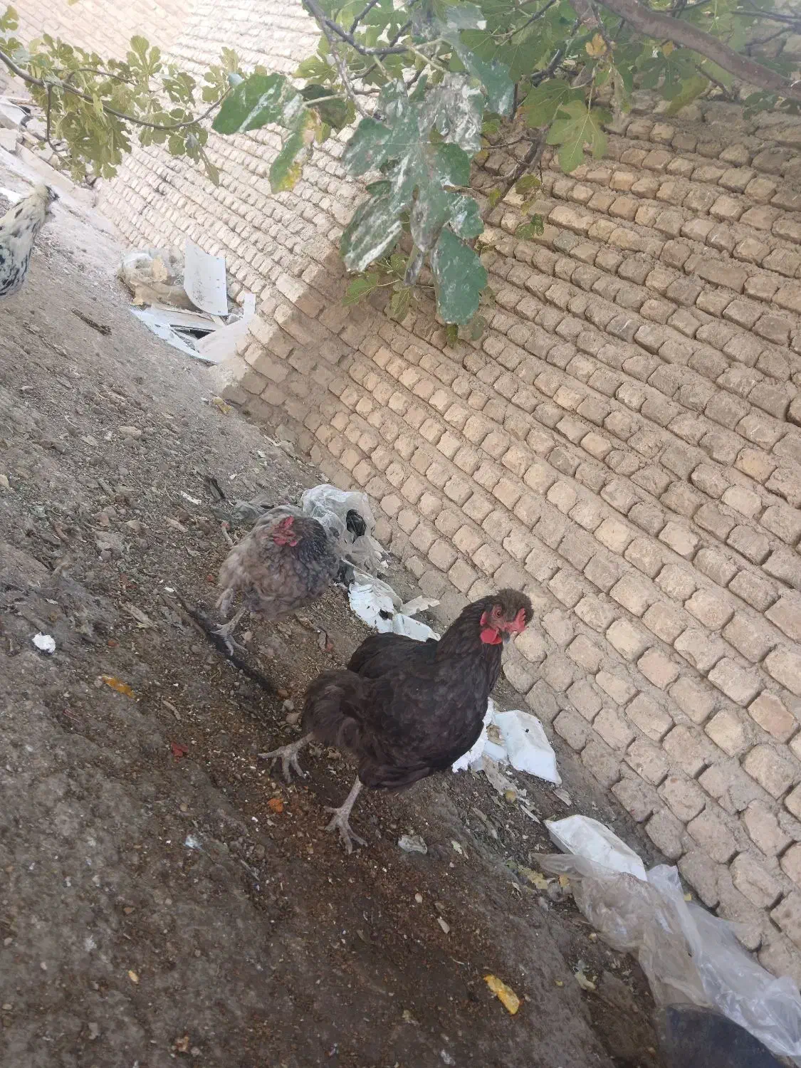 مرغ تخم گذار و سرحال|حیوانات مزرعه|قهدریجان, |دیوار