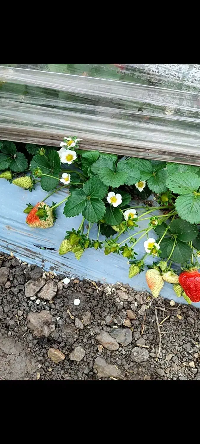 فروش انواع رقم های نهال توت فرنگی ارسال به همه جا|گل و گیاه طبیعی|رستم, |دیوار