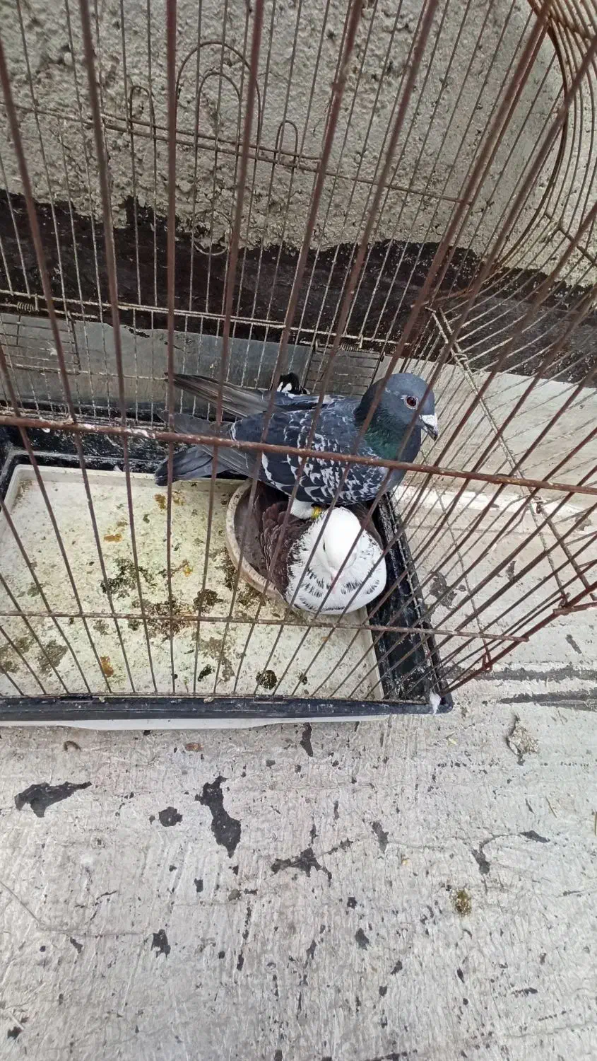 کفتر پلاکی  معاوضه با قلیان|پرنده|نقده, |دیوار