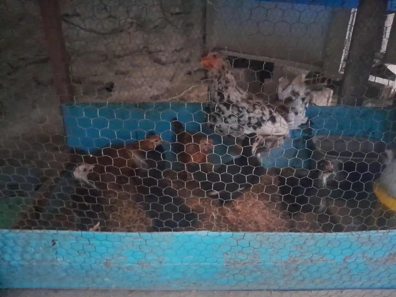 مرغ خروس محلی و گلینی|حیوانات مزرعه|کردکوی, |دیوار