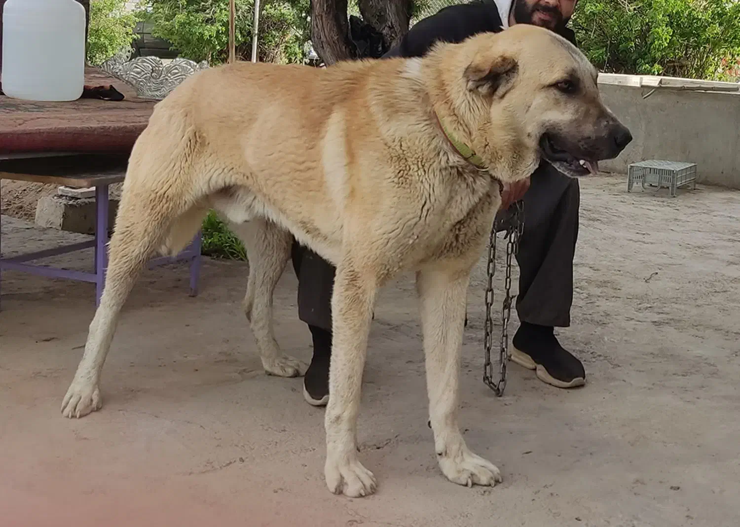 سگ گمشده|حیوانات|ارومیه, |دیوار