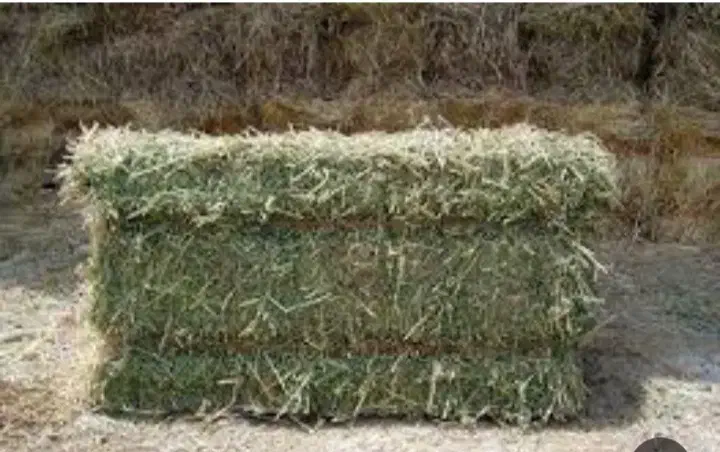 یونجه پرس|لوازم جانبی حیوانات|مشکان, |دیوار